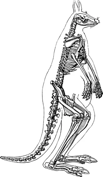 Vintage imagem canguru esqueleto — Fotografia de Stock
