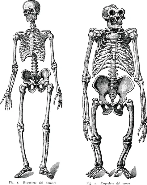 复古形象人体骨架 — 图库照片