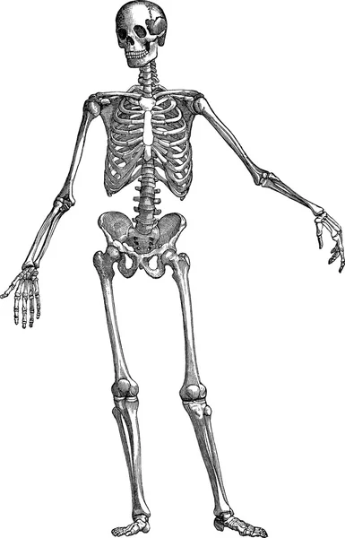 Вінтажне зображення людського скелета — стокове фото