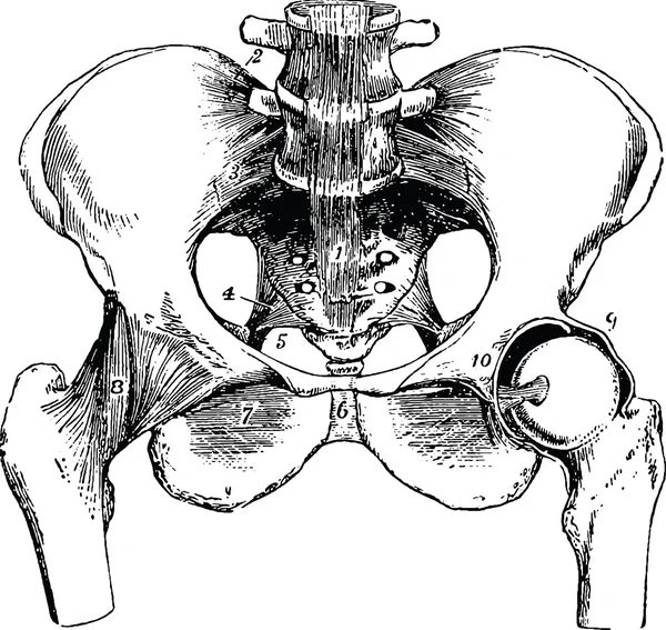 Vintage image pelvic bone — Stock Photo, Image