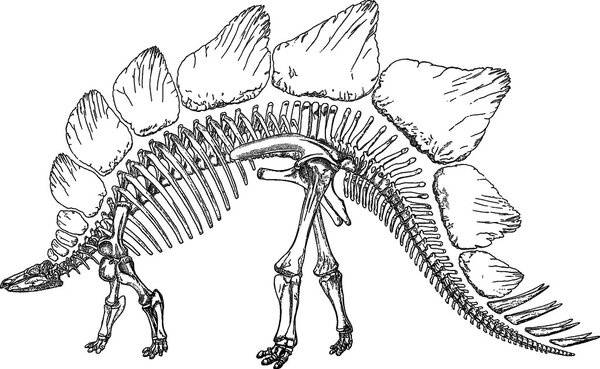 Vintage illustration stegozaurus skeleton