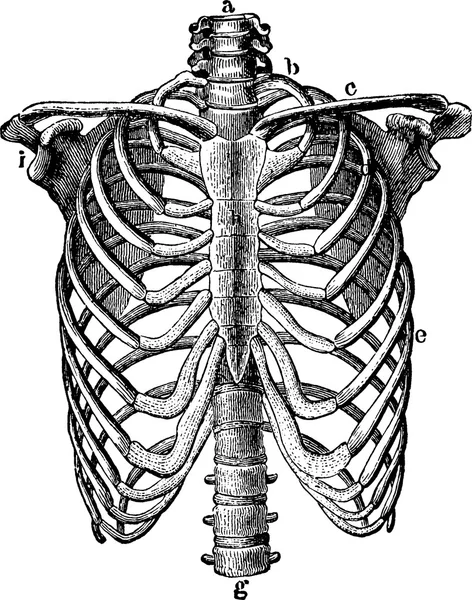 Vintage image thorax — Stockfoto