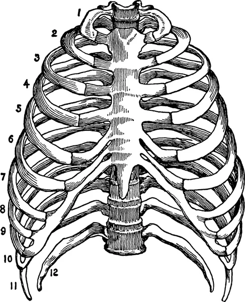 Vintage Image Thorax — Stockfoto