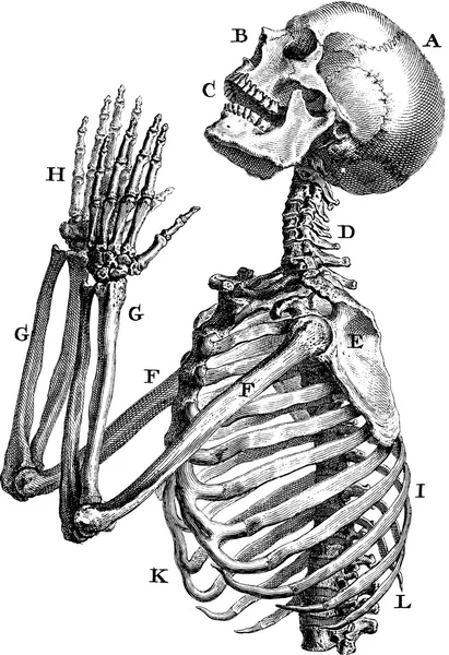 Imagen vintage esqueleto humano — Foto de Stock