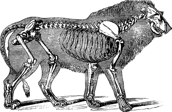Vintage image lion skeleton Royalty Free Stock Images