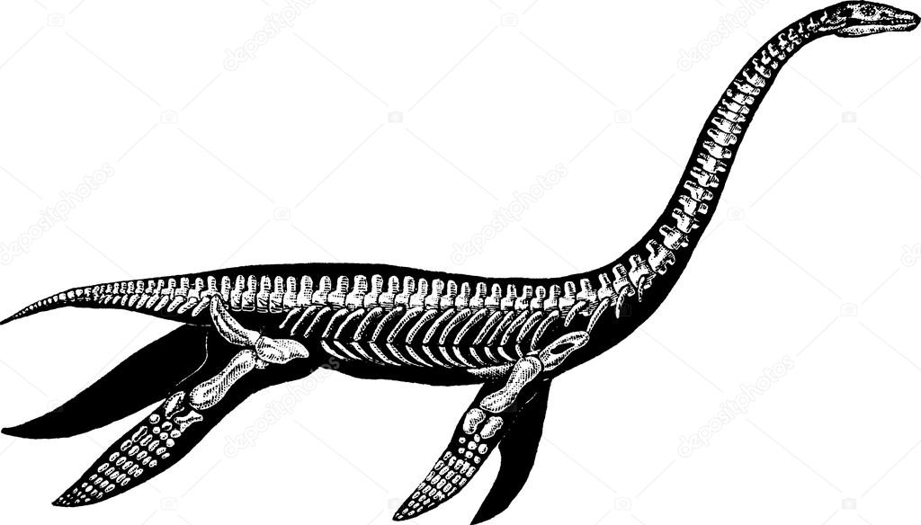Vintage illustration plesiosaure skeleton