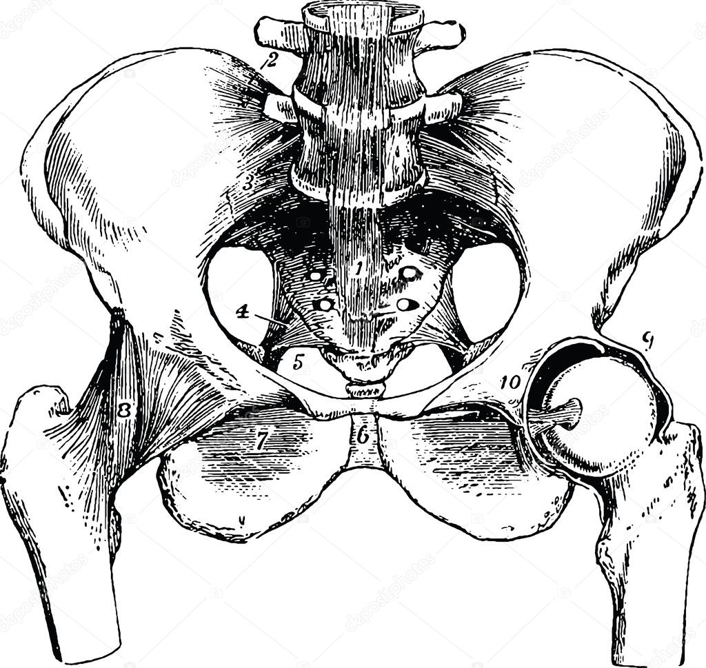 Vintage image pelvic bone