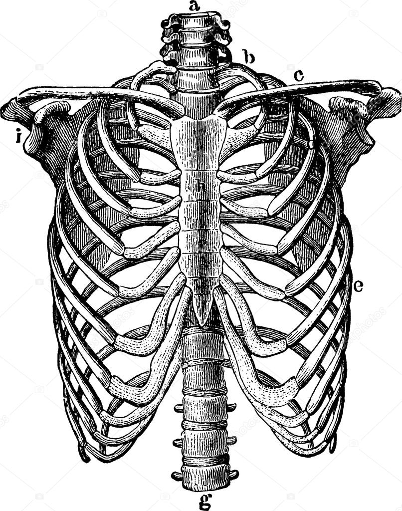 Vintage image thorax
