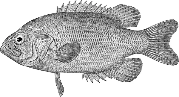 Винтажные изображения рыбы морской окунь — стоковое фото