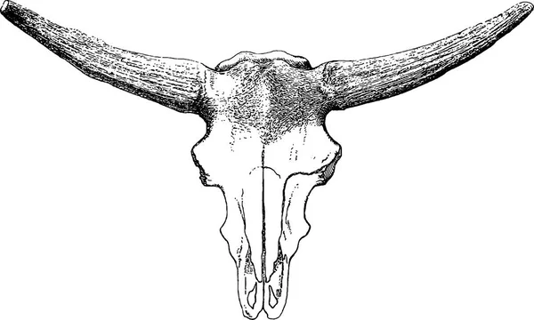 ヴィンテージ画像雄牛の頭蓋骨 — ストック写真