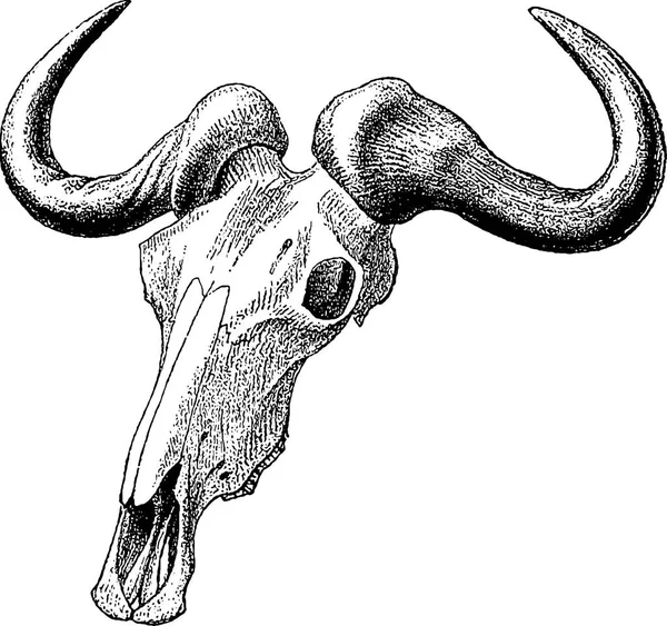 Vintage image bull skull — Stock Photo, Image