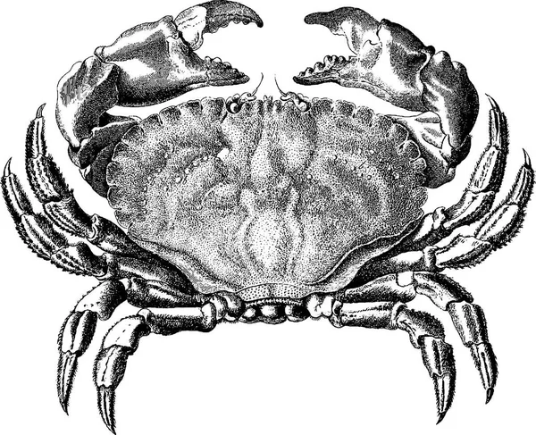 Image vintage crabe — Photo