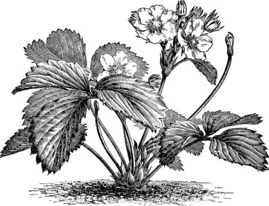 Vintage illüstrasyon çilek