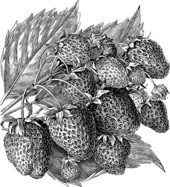 Vintage illüstrasyon çilek