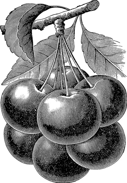 Vintage illustration cherry — Stock Photo, Image