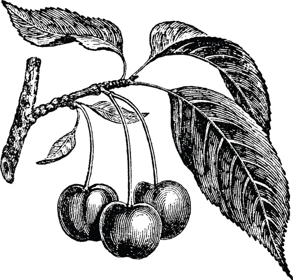 Урожай ілюстрація вишня — стокове фото