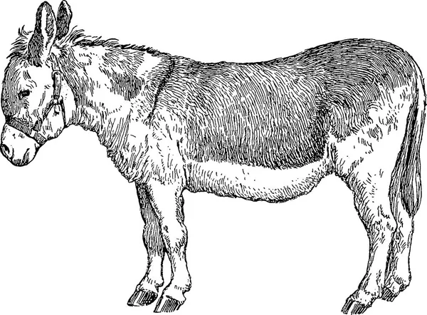 Vintage picture donkey — Stock Photo, Image