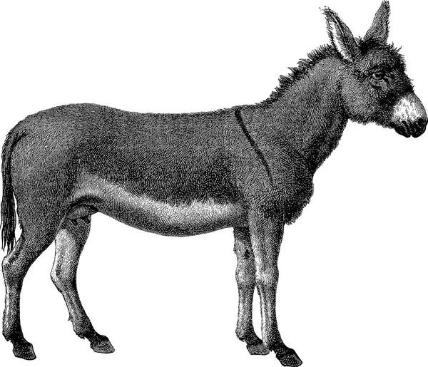 Vintage picture donkey — Stock Photo, Image