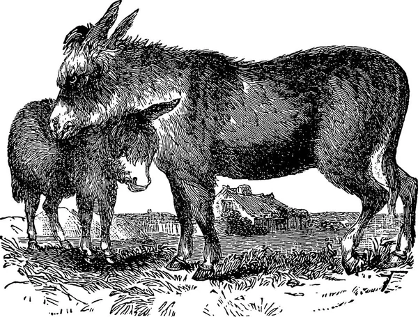 Vintage picture donkey — Stock Photo, Image