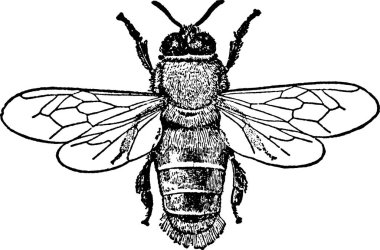 Vintage görüntü arı