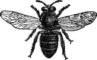 Vintage görüntü arı