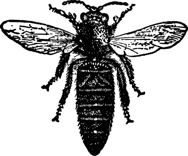 复古形象蜜蜂 — 图库照片