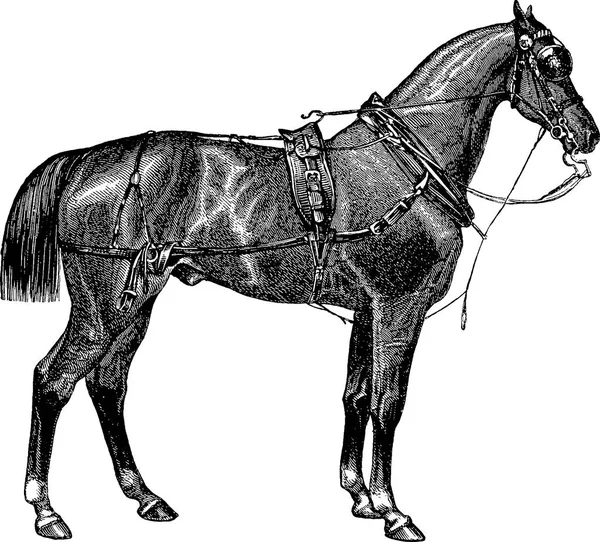 Vintage illustration horse — Stock Photo, Image