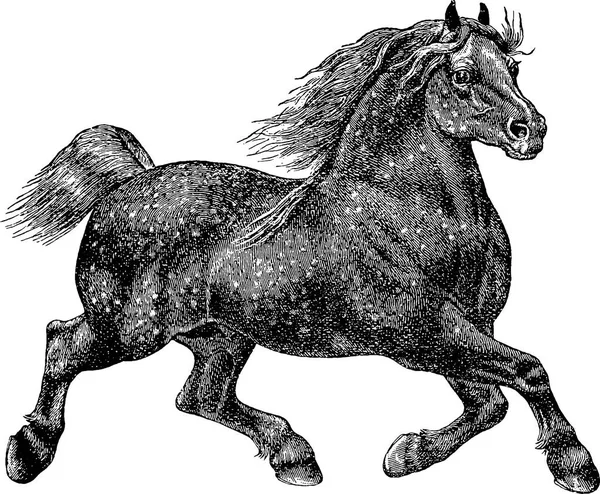 Vintage illustration horse — Stock Photo, Image