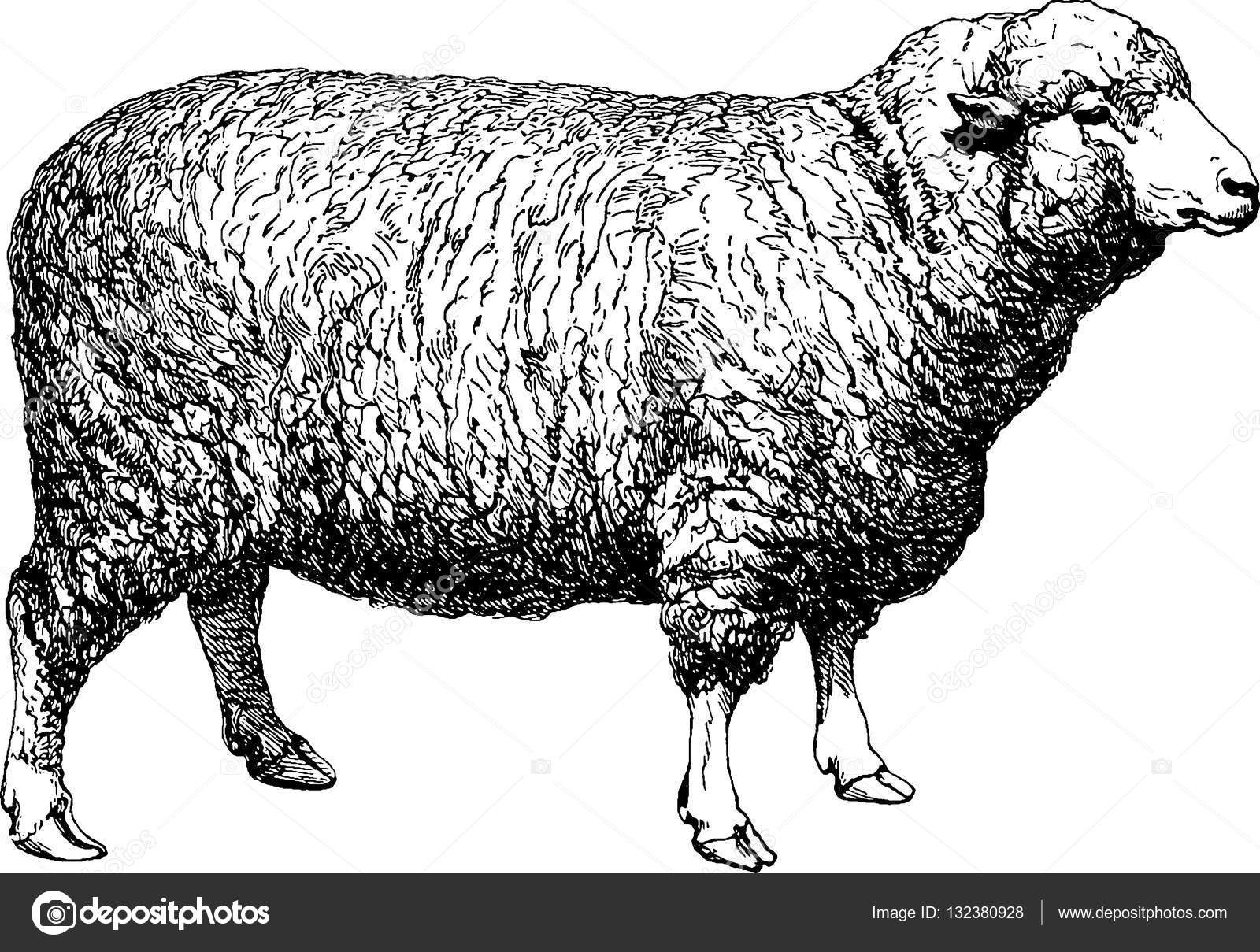 vintage sheep illustration