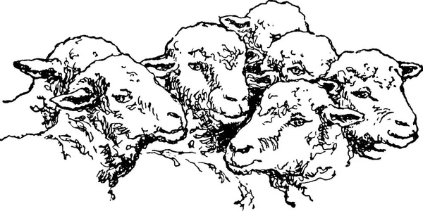 Vintage image sheep — Stock Photo, Image