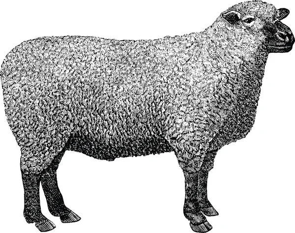 Retro obrázek ovce — Stock fotografie