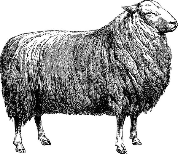 Винтажное изображение овец — стоковое фото