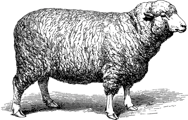Винтажное изображение овец — стоковое фото