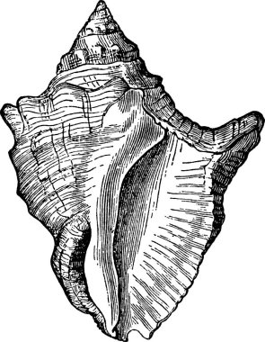 Vintage resim deniz kabuğu