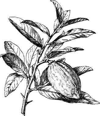 Vintage resim limon