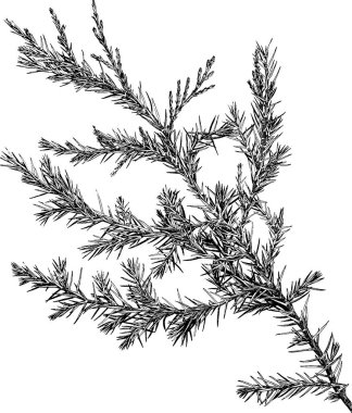 Vintage resim ardıç