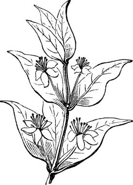 Vintage görüntü Mersin