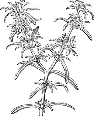 Vintage görüntü biberiye