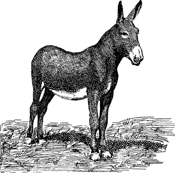 Винтажный мул — стоковое фото