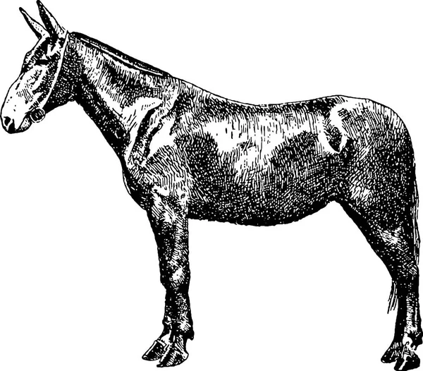 Fotos de Desenho de mula, imagem para Desenho de mula Melhores imagens