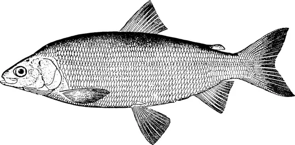 Винтажные изображения рыбы — стоковое фото