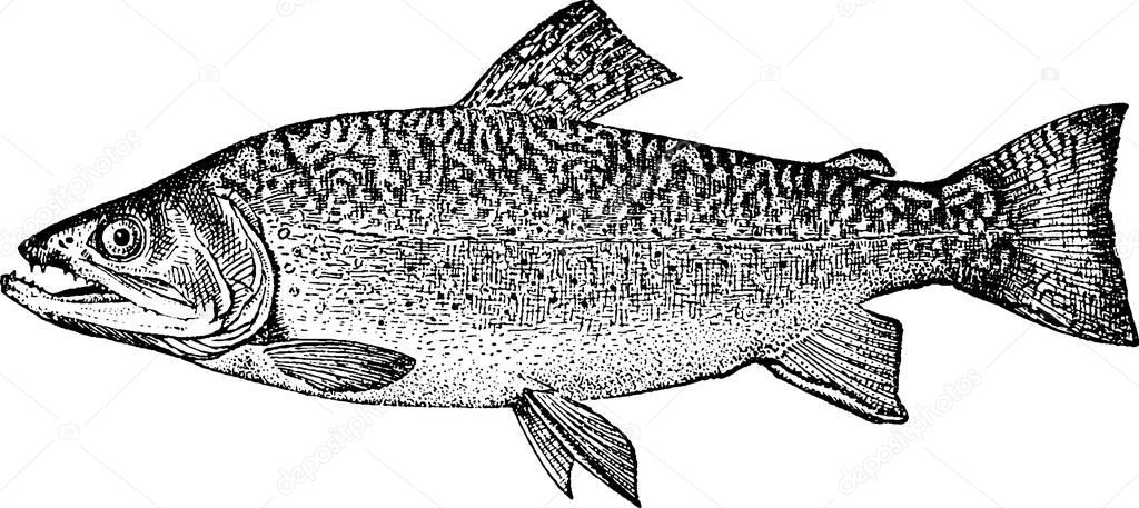 Vintage image fish