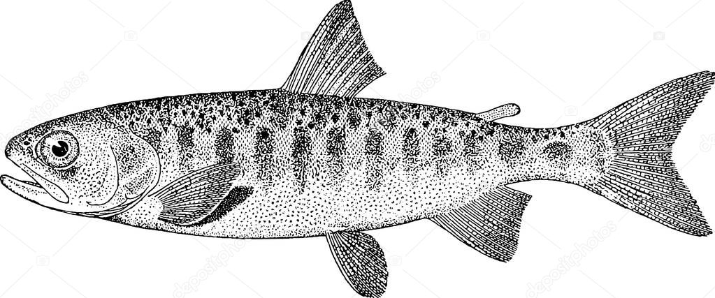 Vintage image fish