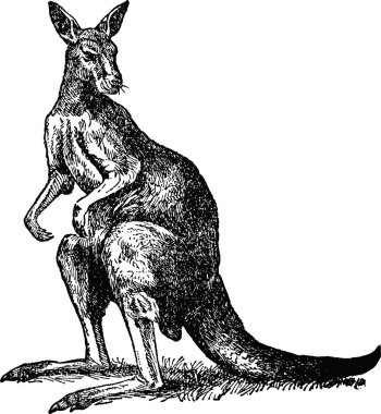 Vintage görüntü kanguru