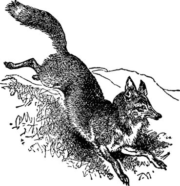 Vintage görüntü fox