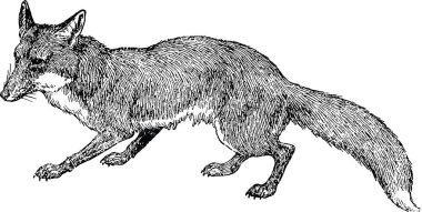 Vintage görüntü fox