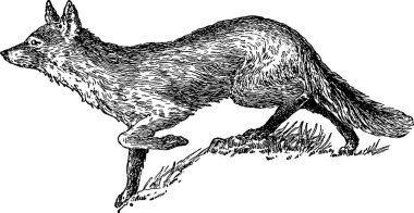 Vintage görüntü fox