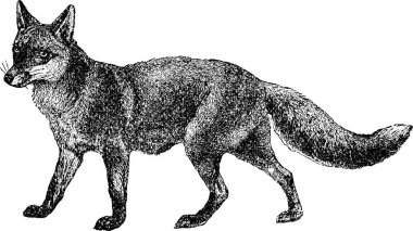 Vintage görüntü fox