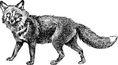 Vintage görüntü fox