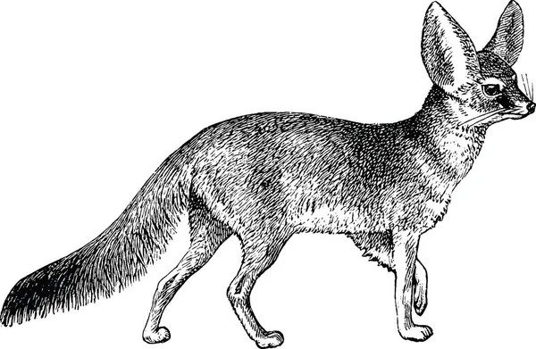 Fennec fox Vintage obrazu — Zdjęcie stockowe